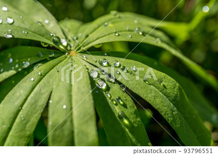晨光下雨後羽扇葉上的水滴 晨光下雨後羽扇葉上的水滴 93796551