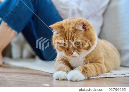 Old red cat lying at home on the floor Old red cat lying at home on the floor 93796665