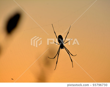 spider spider 93796730