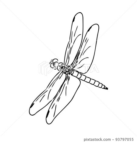 dragonfly black and white sketch with delicate wings vector illustration black and white sketch dragonfly black and white sketch with delicate wings vector illustration black and white sketch 93797055