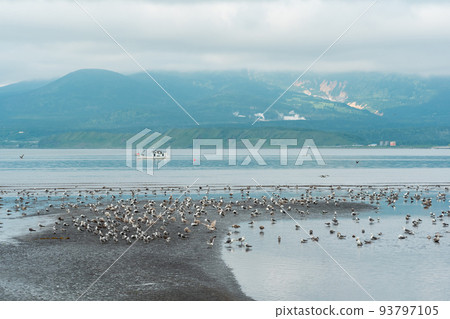 seagulls on the shallows at low tide against the backdrop of a sea bay with a foggy volcano in the distance, a landscape near the town of Yuzhno-Kurilsk on the island of Kunashir seagulls on the shallows at low tide against the backdrop of a sea bay with a foggy volcano in the distance, a landscape near the town of Yuzhno-Kurilsk on the island of Kunashir 93797105