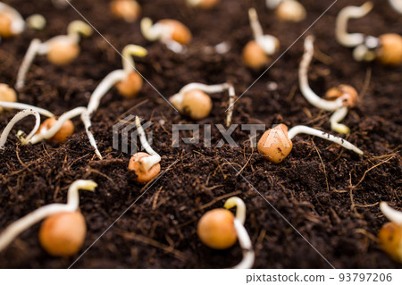 Bean sprout on the soil Bean sprout on the soil 93797206