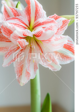 Beautiful red striped Barbados lily Beautiful red striped Barbados lily 93797255
