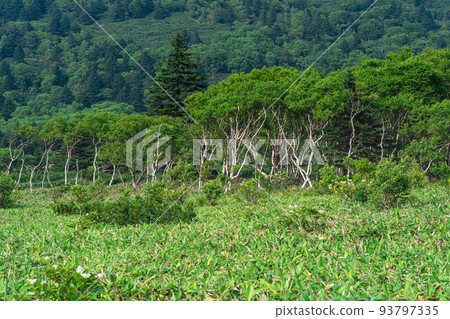 stone birches among bamboo thickets, wooded landscape of Kunashir island, monsoon coastal forest 93797335