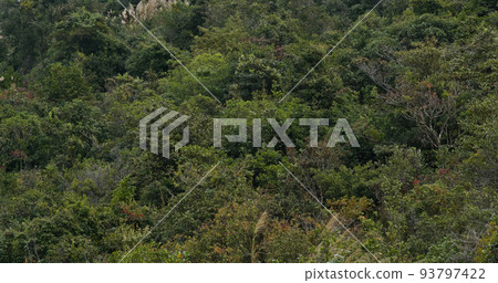 Greenery lush plant tree on mountain Greenery lush plant tree on mountain 93797422