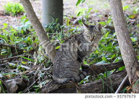 一棵腐爛的樹上的虎斑貓 一棵腐爛的樹上的虎斑貓 93797679