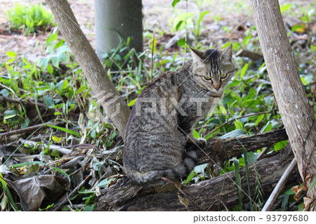 A tabby cat on a decaying tree 93797680