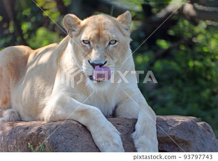 White Lion White Lion 93797743