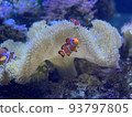 海葵和小丑魚在水族館 93797805