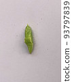Cabbage white butterfly on the verge of becoming a pupa 93797839