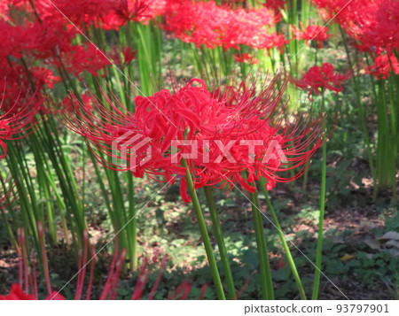 Manjushage (群孤挺花) 駒川金雀田 Manjushage (群孤挺花) 駒川金雀田 93797901