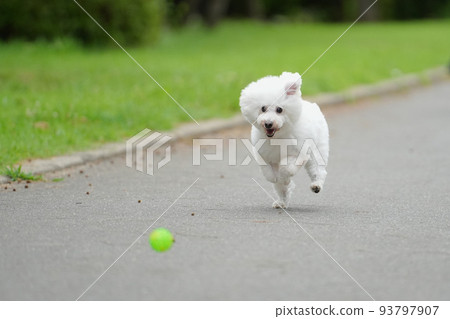 白狗快樂地奔跑 93797907
