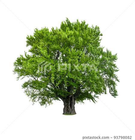 Large old beech tree with lush green leaves Large old beech tree with lush green leaves 93798082
