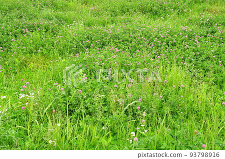 初夏白三葉草和紅三葉草盛開的田野風光 93798916
