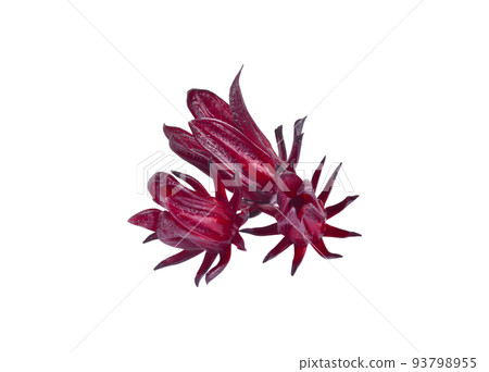 Roselle Hibiscus sabdariffa red fruit flower on white background. Roselle Hibiscus sabdariffa red fruit flower on white background. 93798955