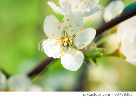 Fresh spring beautiful flowers of the cherry tree. Fresh spring beautiful flowers of the cherry tree. 93799365