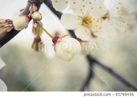 Beautiful sakura flowers, cherry blossom Beautiful sakura flowers, cherry blossom 93799436