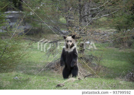 棕熊幼崽 93799592