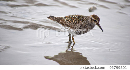 Purple Sandpiper, Kongsfjord, Kings Bay, Arctic Purple Sandpiper, Kongsfjord, Kings Bay, Arctic 93799801