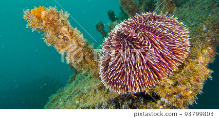 Common Urchin, Cabo Cope Puntas del Calnegre Regional Park, Spain 93799803