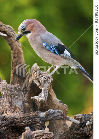 Jay, Monfrague National Park, Spain 93799810