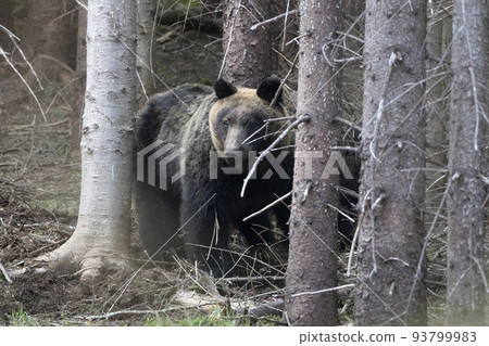 cautious mother brown bear 93799983