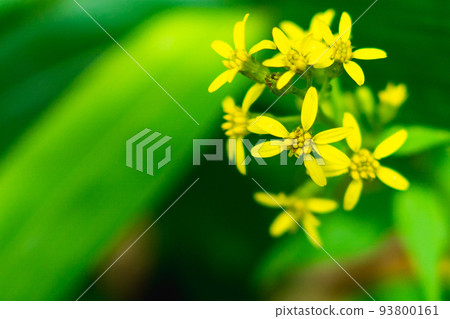 Miyama goldenrod blooming on Mt. Nishihotaka in the Northern Alps of Gifu Prefecture Miyama goldenrod blooming on Mt. Nishihotaka in the Northern Alps of Gifu Prefecture 93800161