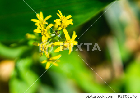 Miyama goldenrod blooming on Mt. Nishihotaka in the Northern Alps of Gifu Prefecture Miyama goldenrod blooming on Mt. Nishihotaka in the Northern Alps of Gifu Prefecture 93800170