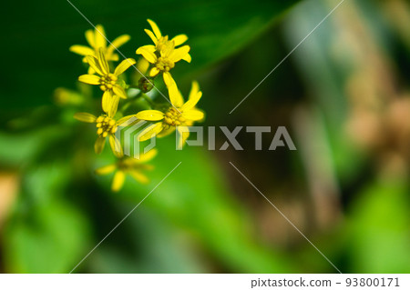 岐阜縣北阿爾卑斯山西穗高山上盛開的美山金枝花 岐阜縣北阿爾卑斯山西穗高山上盛開的美山金枝花 93800171