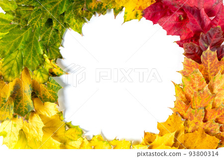 Circle frame of Autumn bright colorful maple leaves on white. Top view with copy space Circle frame of Autumn bright colorful maple leaves on white. Top view with copy space 93800314