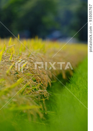 水稻 水稻 93800767