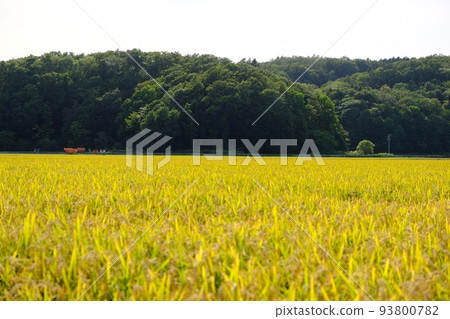 Rice 93800782