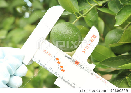 用特製的游標卡尺測量青橘的水平直徑 用特製的游標卡尺測量青橘的水平直徑 93800859