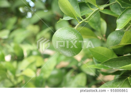 Summer Orchard Wenzhou Mikan Okitsu Wase Mikan Summer Orchard Wenzhou Mikan Okitsu Wase Mikan 93800861