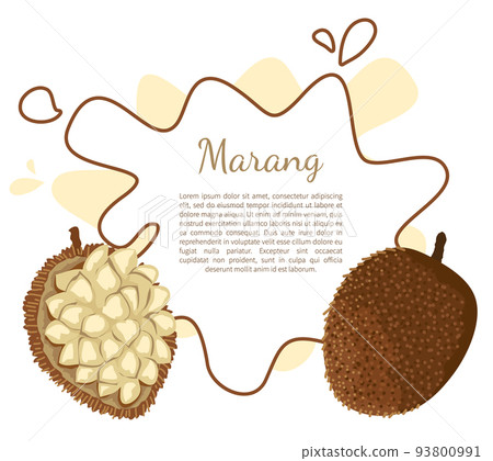 Marang Exotic Juicy Fruit Vector Terap Poster 93800991