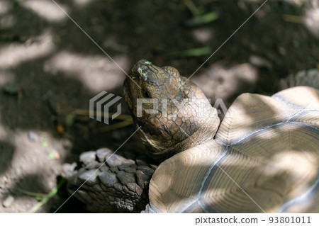 Riding turtle Hermann tortoise Rikugame 93801011