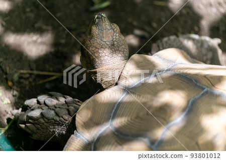 騎烏龜赫爾曼烏龜Rikugame 騎烏龜赫爾曼烏龜Rikugame 93801012