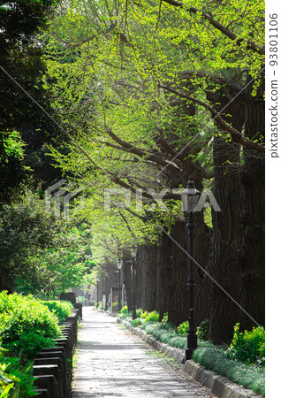 初春，山下公園街的風景在新鮮的綠色中 93801106