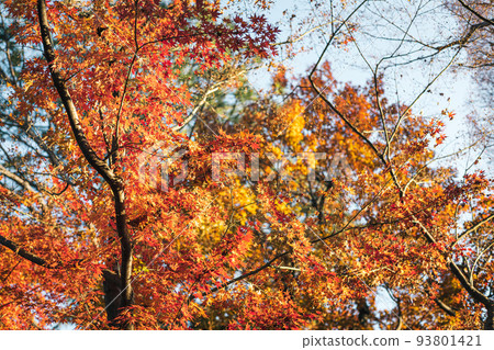 brightly colored autumn leaves 93801421