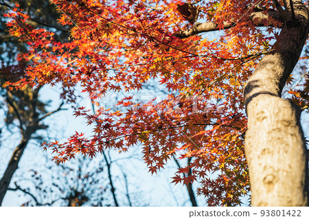 Blue sky and vivid autumn leaves, low angle Blue sky and vivid autumn leaves, low angle 93801422