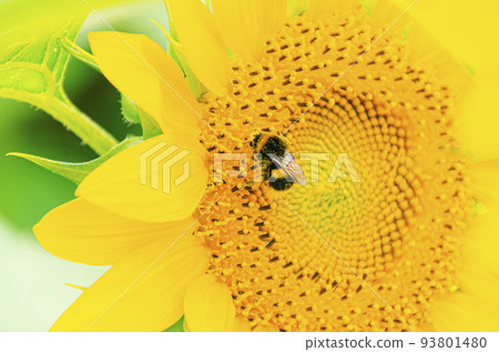 蜜蜂棲息在向日葵上 蜜蜂棲息在向日葵上 93801480