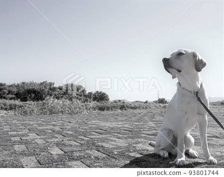 Dog walking in sunny weather Monochrome Labrador Retriever 1 93801744