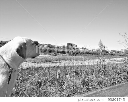 Dog walking in sunny weather Monochrome Labrador Retriever 2 93801745