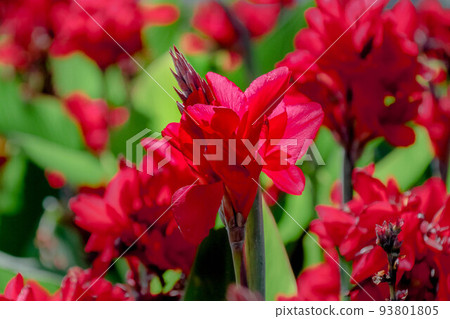 紅色美人蕉花 93801805
