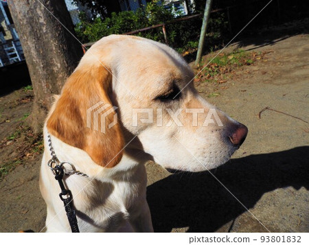 走在公園的狗拉布拉多獵犬 93801832