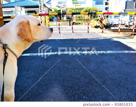 在陽光明媚的天氣裡遛狗的拉布拉多獵犬在鐵路道口前等待 93801833