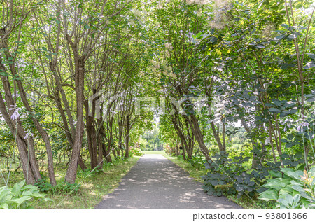 Park's promenade 93801866