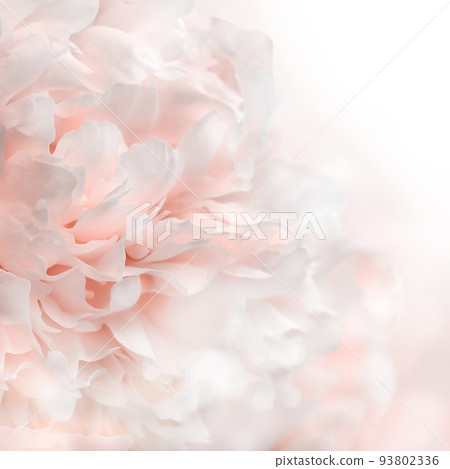 White and pink peony petals background, closeup texture of peonies White and pink peony petals background, closeup texture of peonies 93802336