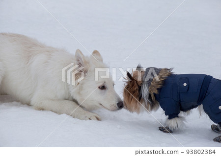 Yorkshire terrier puppy, white swiss shepherd dog. 93802384