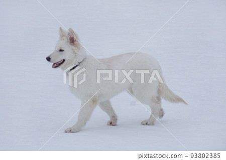 White swiss shepherd dog puppy in the winter park. 93802385